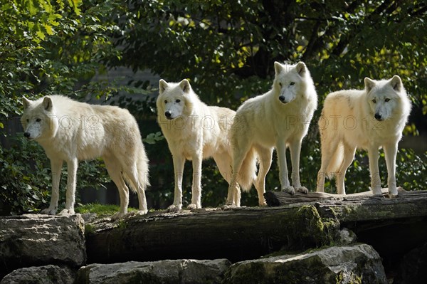 Arctic wolf