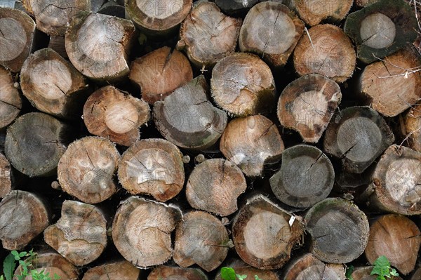 Plank of big round woods. Felled tree trunks. Stacks of sawn pine trees