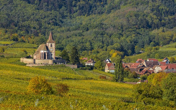 Autumn vineyards in Alsace