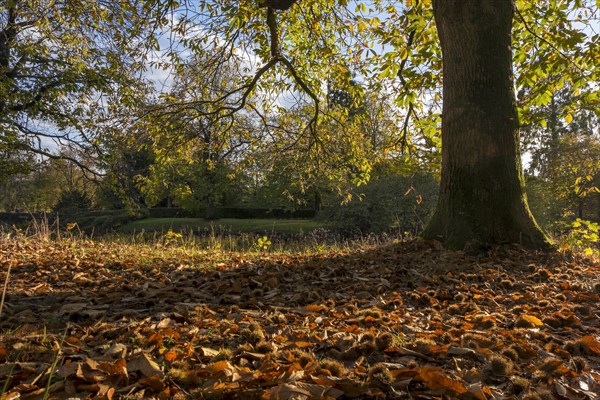 Sweet chestnut