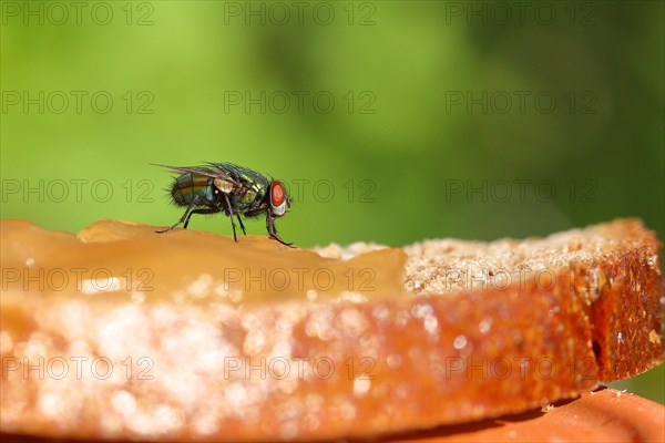 Common green bottle fly