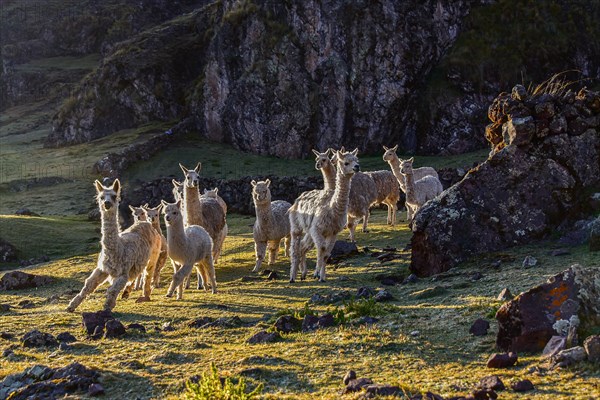 Herd of alpacas