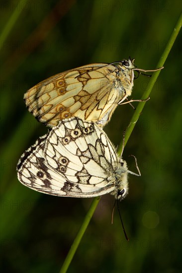 Marbled white two moths mating hanging on a stalk looking different