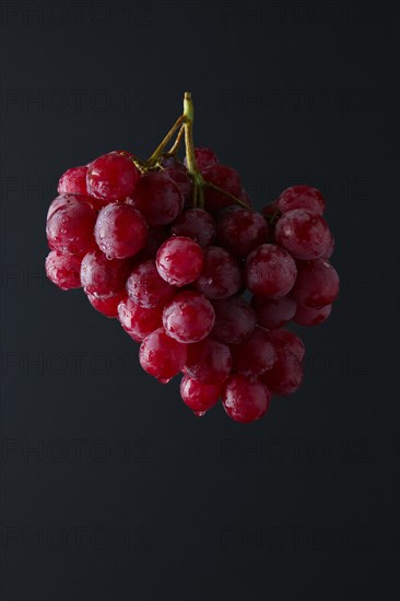 Red grape branch on black background