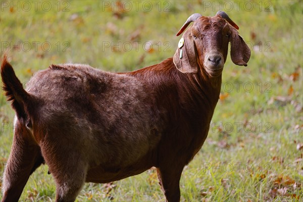 Boer domestic goat