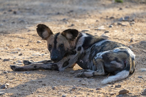 African wild dog