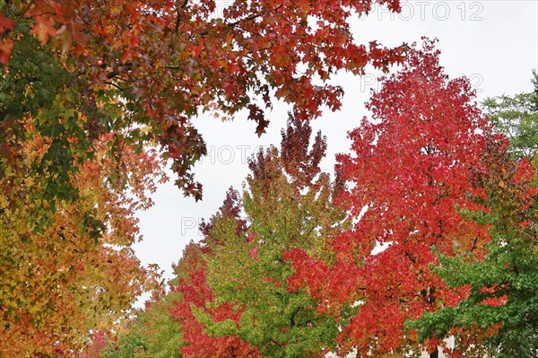 Magnificent amber trees