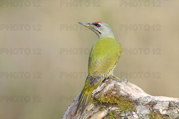 Grey-headed woodpecker