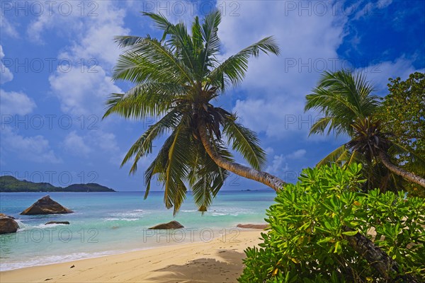 Beach and palm trees at Anse Boudin