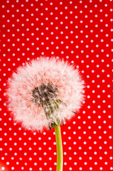 White Dandelion flower on red background