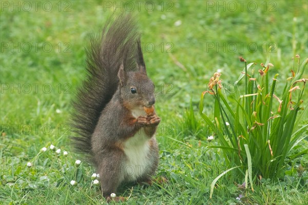 Squirrel holding nut in hands standing in green grass looking from front right