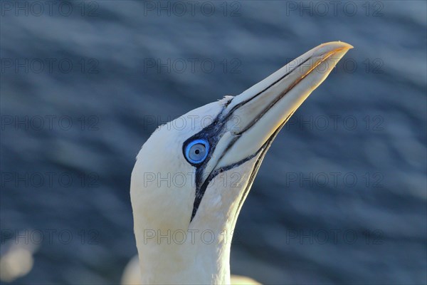 Northern gannet