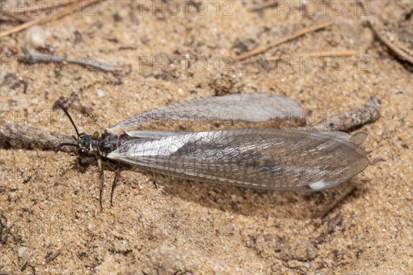 Common Ant Damselfly sitting on small branches in sand left sighted