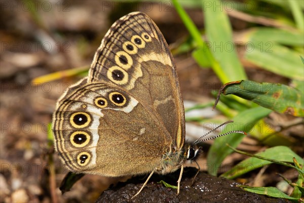 Yellow Ring butterfly butterfly with closed wings sitting on dung sucking right seeing