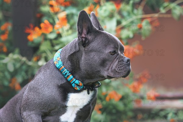 Good example of brachycephalic French Bulldog dog with long healthy nose