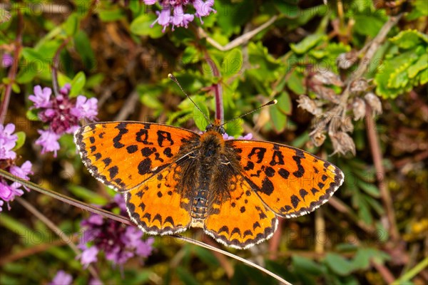 Red Melitaea butterfly butterfly with open wings sitting on pink flower from behind