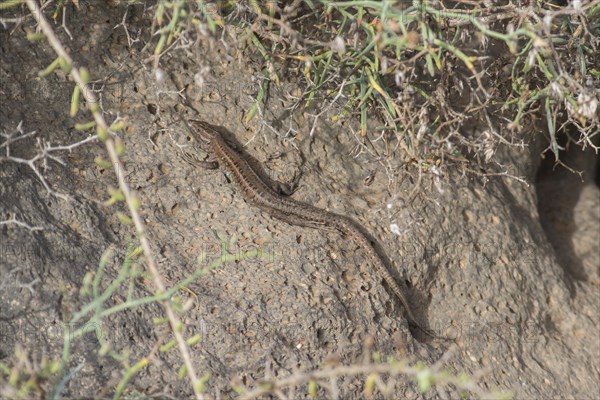 Atlantic lizard