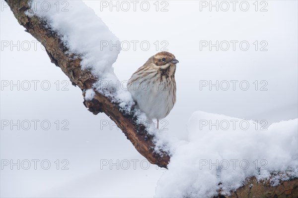 Reed Bunting