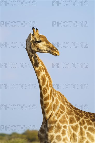 Giraffe