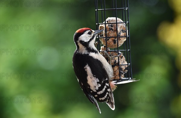 Great spotted woodpecker