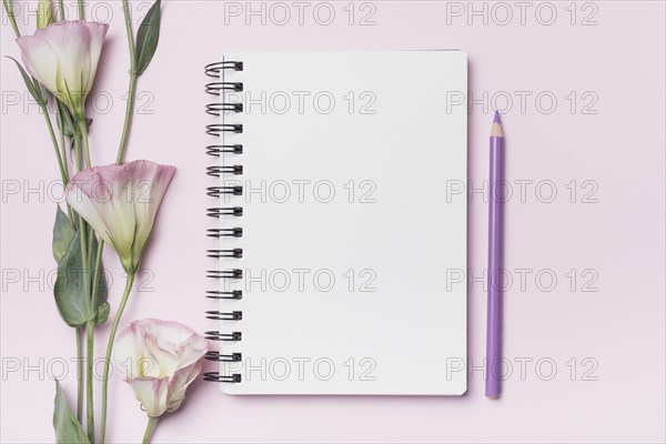 Eustoma flowers with blank spiral notebook with purple pencil against pink background