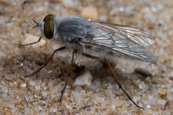 stiletto flie Acrosathe annulata sitting on sand left sighted