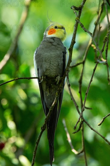 Cockatiel sitting in tree on branch seen from front right