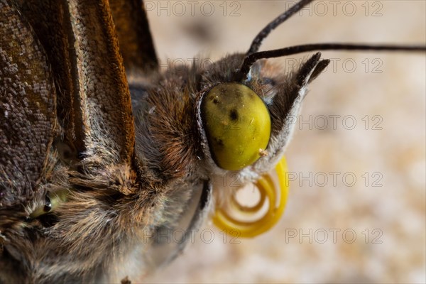 Small Schiller butterfly head portrait with curled proboscis looking right