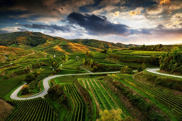 Road in the vineyards in the evening light