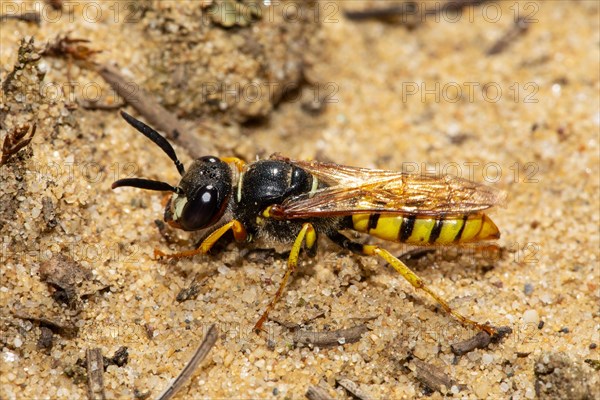 Bee wolf sitting on sandy ground looking left