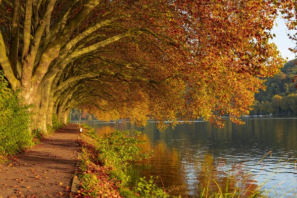 Autumnal plane tree avenue at Lake Baldeney