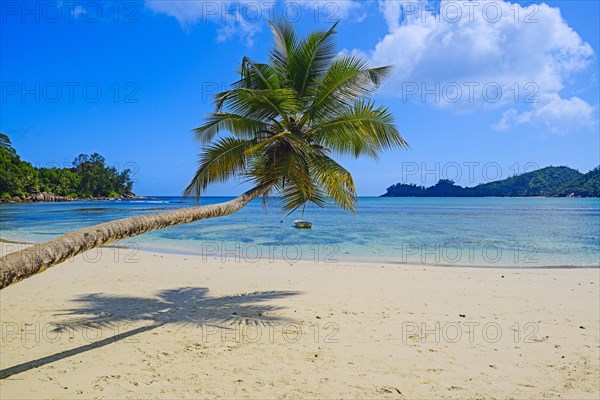 Overhanging coconut palm at the beautiful bay of Baie Lazare