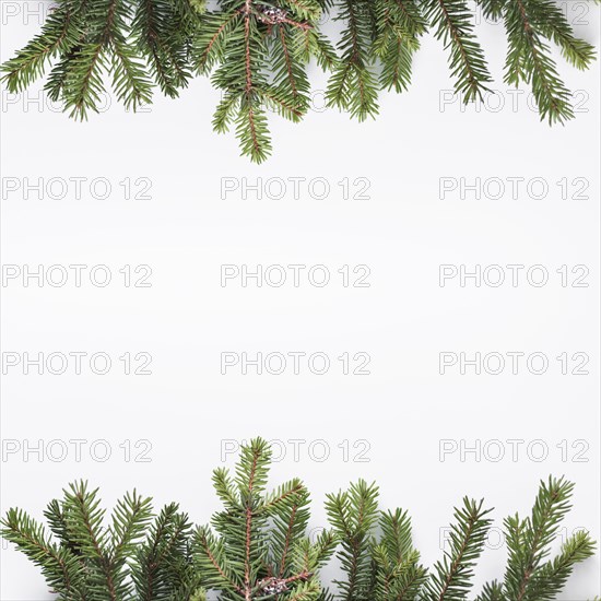 Coniferous branches light desk