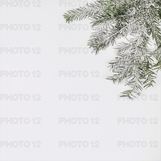 Fir tree branch covered with snow