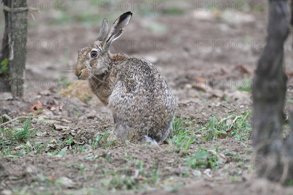 European hare