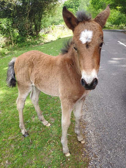 New Forest Pony