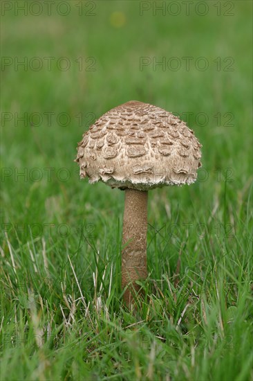 Giant umbrella mushroom or parasol mushroom