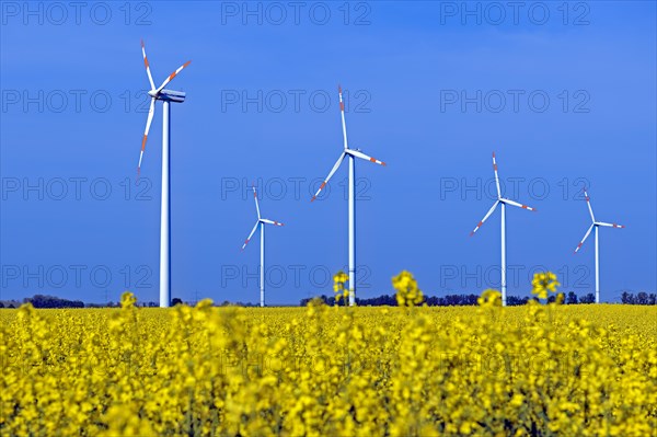 Wind turbines in a rape