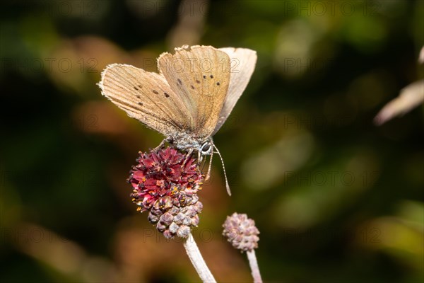 Dark meadow-headed ant-blue butterfly sitting on purple flower seen right