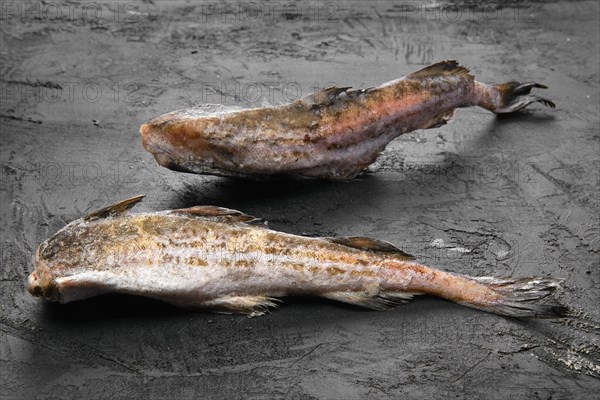 Frozen raw pollock carcass on wooden table