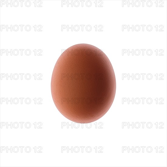 Closeup view of brown chicken egg isolated on white background