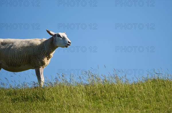 Domestic sheep