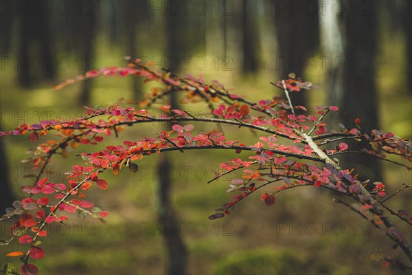 Red leaves in autumn