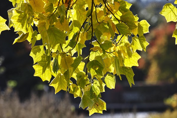 Tulip tree