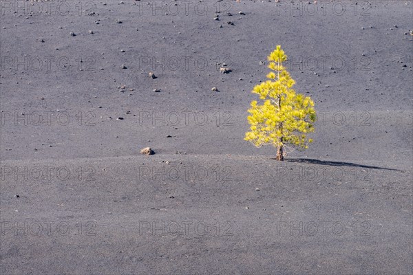 Canary Island Pine