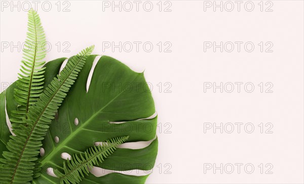 Top view of monstera leaf and ferns with copy space. Resolution and high quality beautiful photo