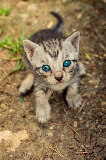 Small cute gray kitten on the ground in the view