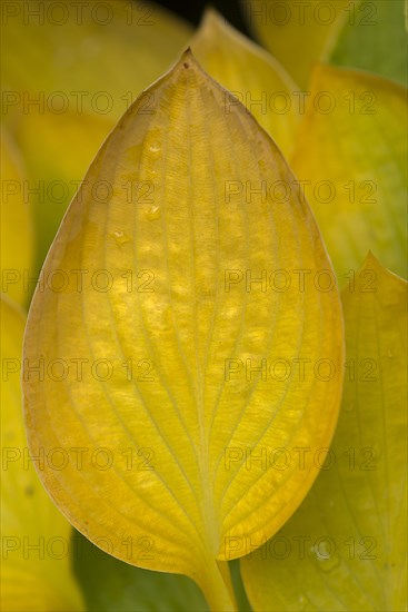 Autumn yellow leaf of a hosta