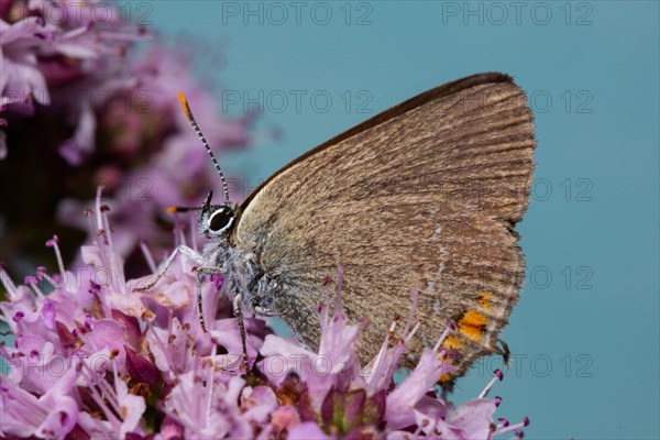 Blackthorn butterfly butterfly with closed wings sitting on pink flower looking left against blue sky