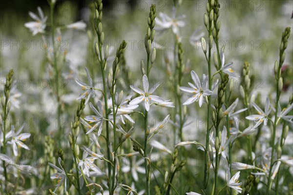 Grass lily